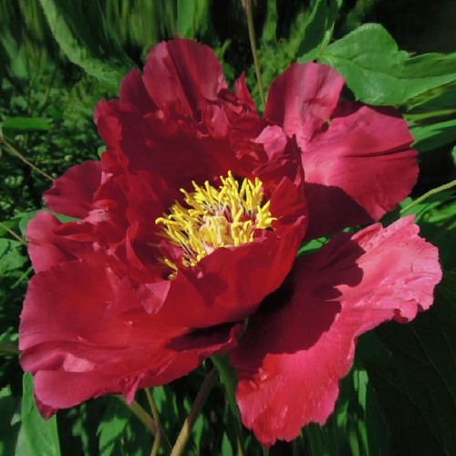 Пион КРАСНЫЙ ЛОТОС древовидный в Барановичах