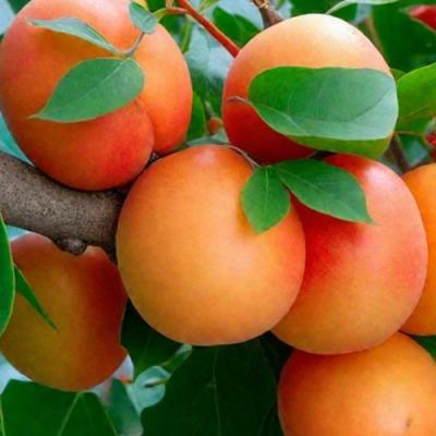 Абрикос в Барановичах