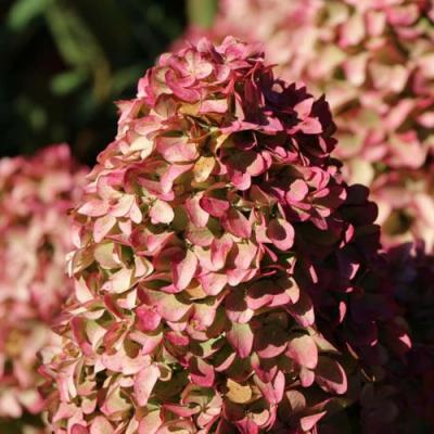 Мэджикал в Барановичах