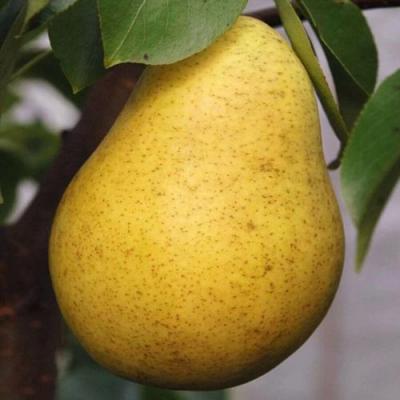 Крупная в Барановичах