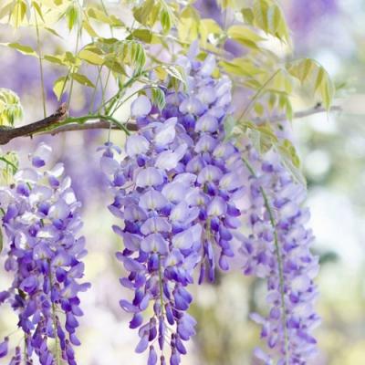 Глициния в Барановичах