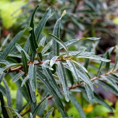 Облепиха АДАМ (МУЖСКАЯ) в Барановичах