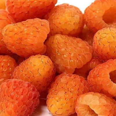 Оранжевая в Барановичах