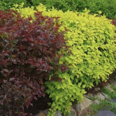 Калинолистный в Барановичах