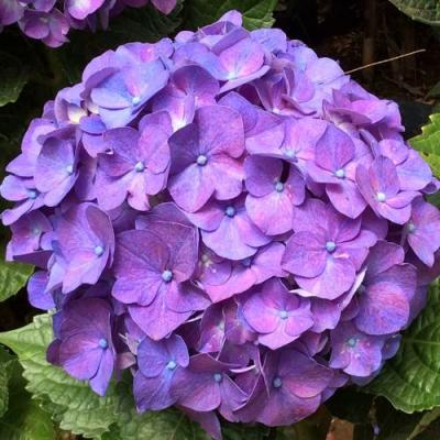 Фиолетовая в Барановичах