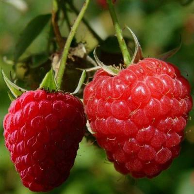 Кустовая в Барановичах