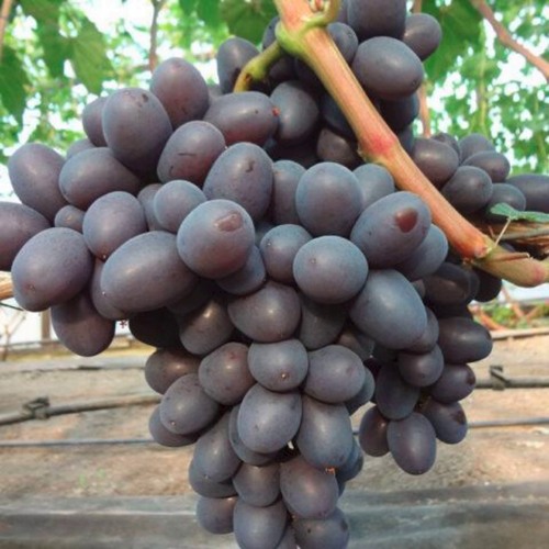 Виноград ПОДАРОК НЕСВЯТАЯ в Барановичах