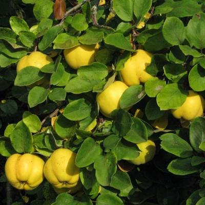 Айва в Барановичах