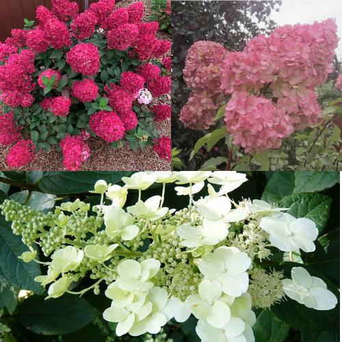 Комплект САД ЭМОЦИЙ в Барановичах