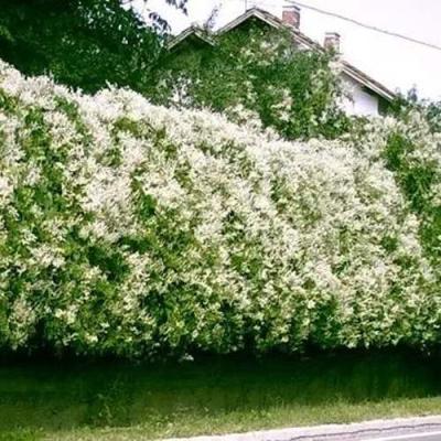 Фаллопия в Барановичах