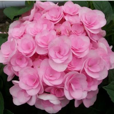 Махровая в Барановичах