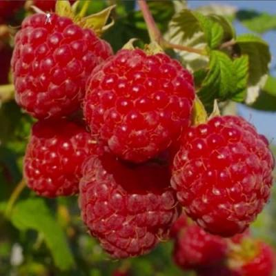 Ранняя в Барановичах