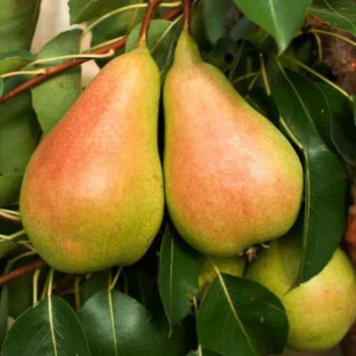 Сладкая в Барановичах