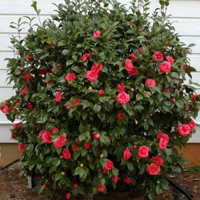 Камелия в Барановичах