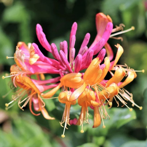 Жимолость ГЕКРОТА в Барановичах