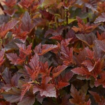 Красный в Барановичах