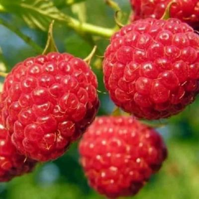 Поздняя в Барановичах