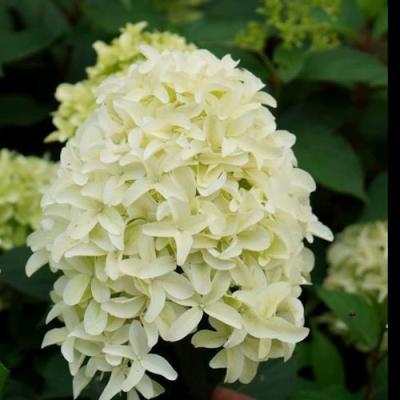 Средние в Барановичах