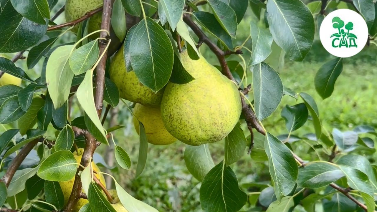 Превью видео