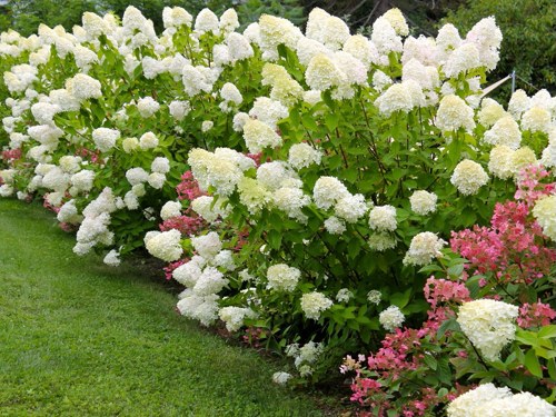 метельчатая гортензия обрезка.jpg