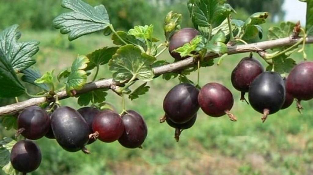 Крыжовник Северный капитан.jpg