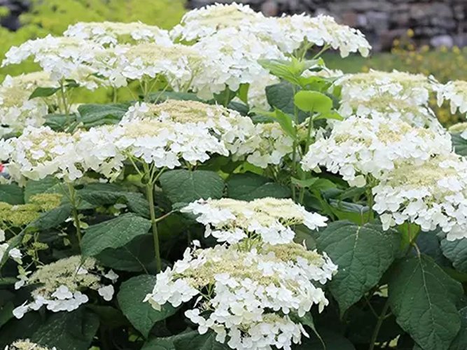 Уайт Дом (White Dome).jpg