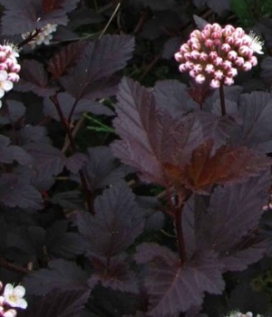 Пузыреплодник ДИАБЛО лист.jpeg