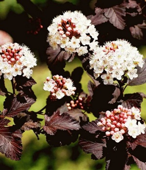 Пузыреплодник ДИАБЛО цветение.jpg