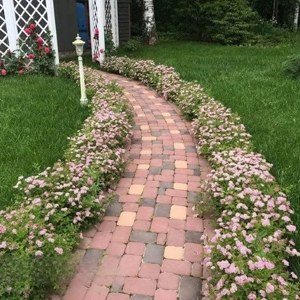 спирея бордюрная посадка.jpeg