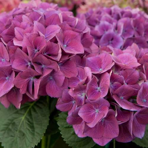 гортензия крупнолистная розовая.jpg