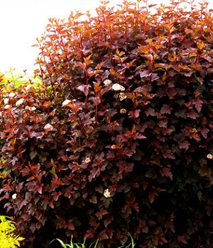 Пузыреплодник ДИАБЛО ДОР куст.jpg