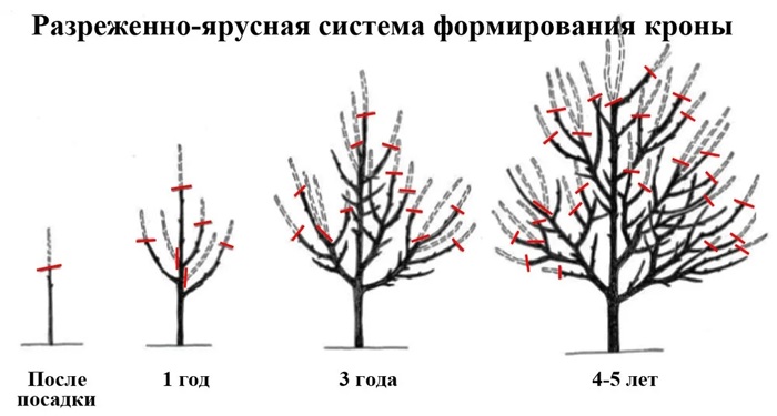 Разреженно-ярусная крона черешни.jpg
