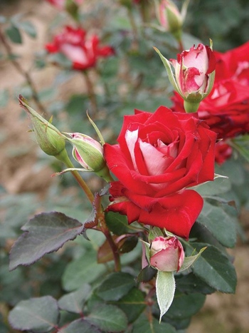 роза альянс чг.jpg