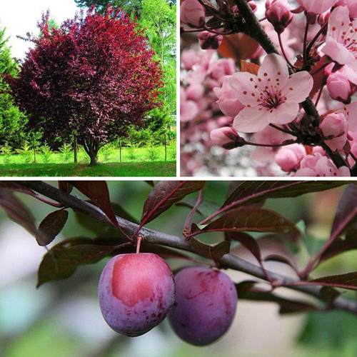 слива декоративная.jpg