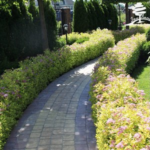 живая изгородь из спиреи.jpeg