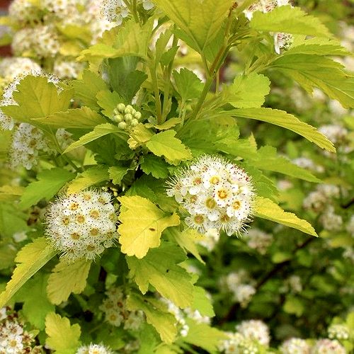 Пузыреплодник Дартс Голд1.jpg