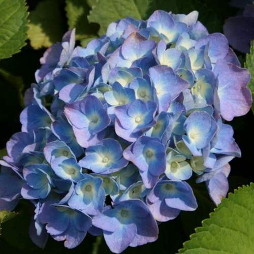гортензия крупнолистная.jpg