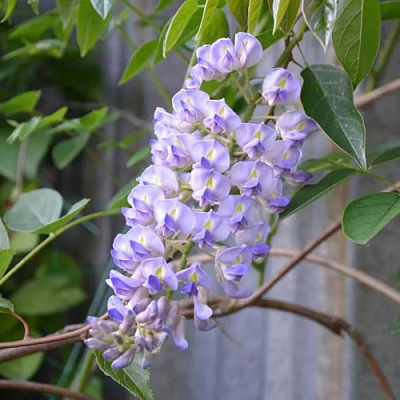 Глициния макростахия БЛЮ МУН в Барановичах