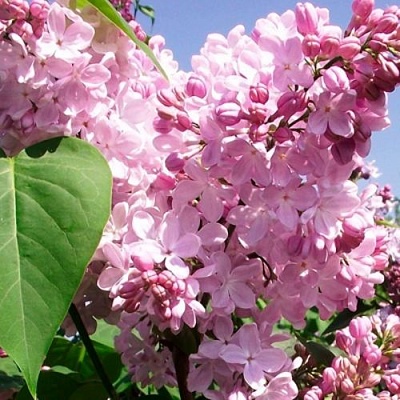 Сирень АДЕЛИНА в Барановичах