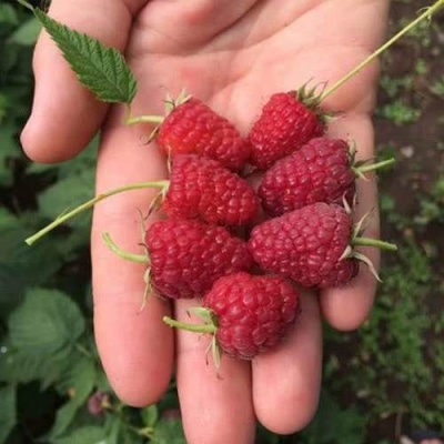 Малина ЕВРАЗИЯ в Барановичах