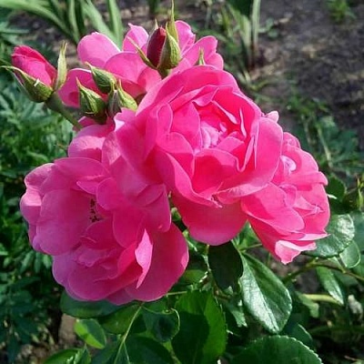 Роза АНГЕЛА флорибунда в Барановичах