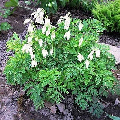 Дицентра красивая АВРОРА в Барановичах