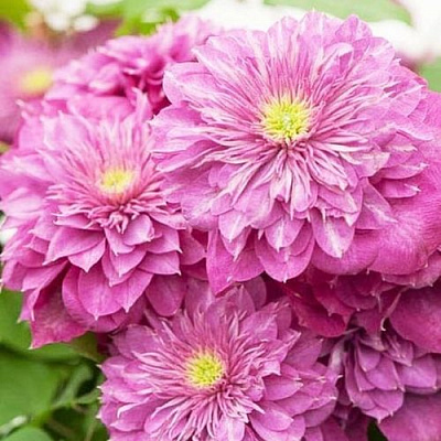 Клематис КАЙЗЕР в Барановичах