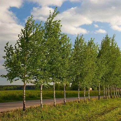 Береза обыкновенная в Барановичах