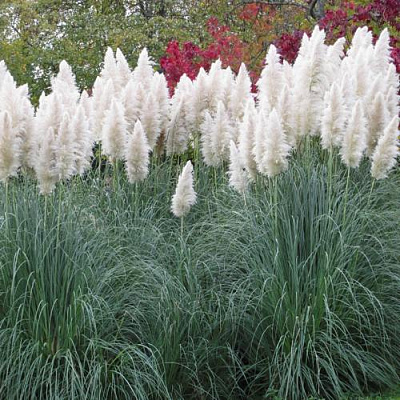 Кортадерия белая (пампасная трава) в Барановичах