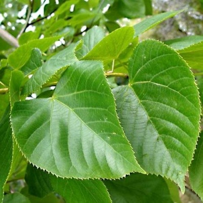 Липа мелколистная в Барановичах