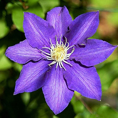 Клематис ЗЕ ПРЕЗИДЕНТ в Барановичах