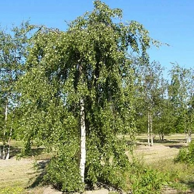 Береза ПОВИСЛАЯ в Барановичах