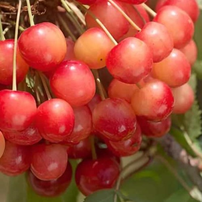 Черешня ЮЛИЯ в Барановичах