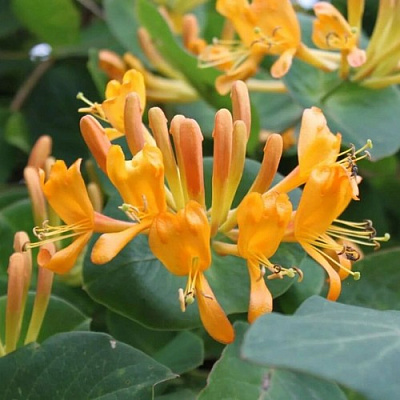 Жимолость ТЕЛЬМАНА в Барановичах